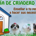 necesidades perros enseñar necesidades perros lugar
