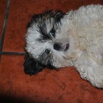shih tzu hembra jugando cachorro de shih tzu