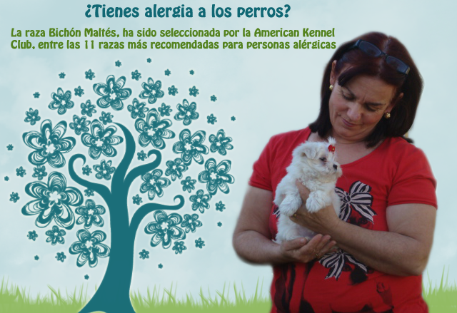 bichon maltes para alergicos perros