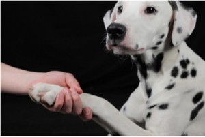 perro amigo del hombre