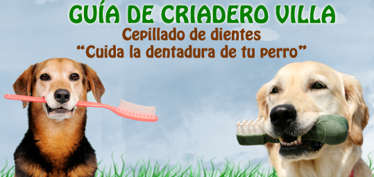 cuidar dentadura de tu perro cepillar