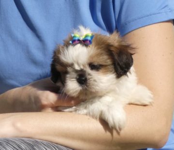 shihtzu2