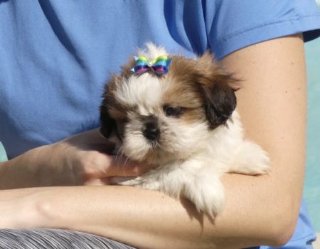 shihtzu2