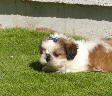 shihtzu6