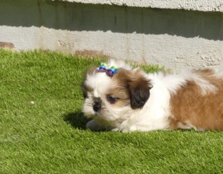 shihtzu6