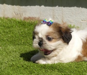 shihtzu7