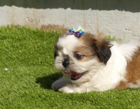 shihtzu7