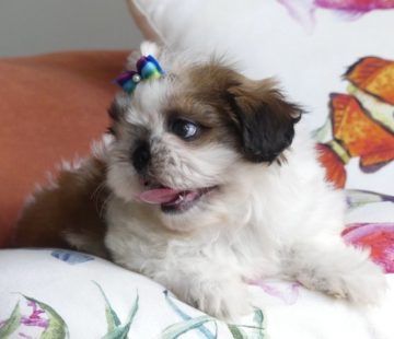 shihtzu8