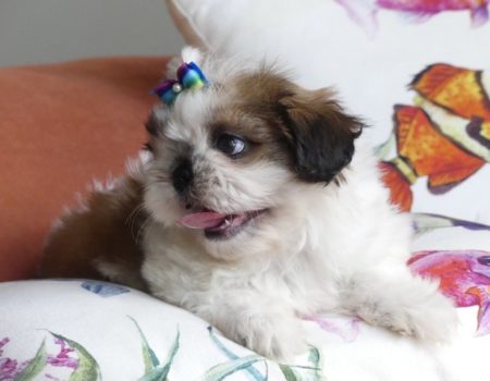 shihtzu8