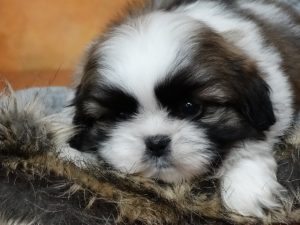 shih tzu de criadero villa